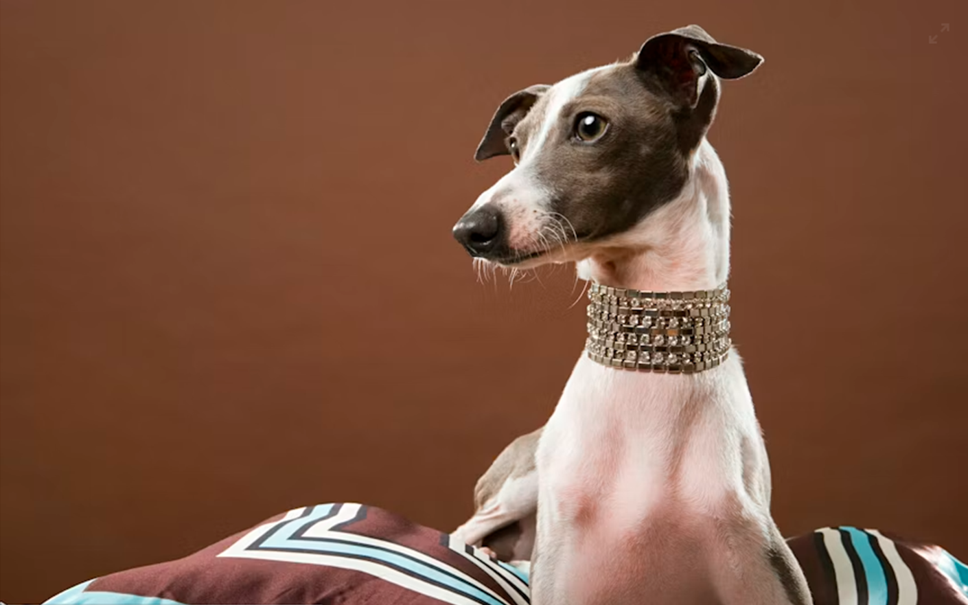 pet jewels