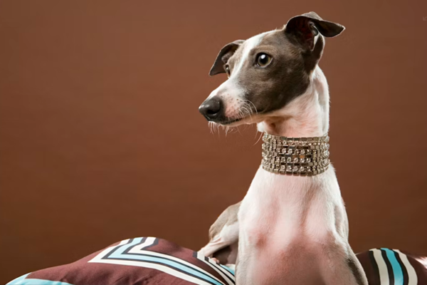 pet jewels
